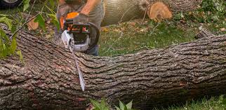 Trusted Clinton, UT Tree Care Experts