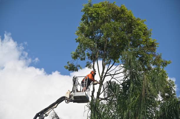 How Our Tree Care Process Works  in  Clinton, UT